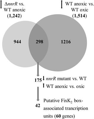 Expanding the Regulon of the Bradyrhizobium diazoefficiens NnrR Transcription Factor: New Insights Into the Denitrification Pathway